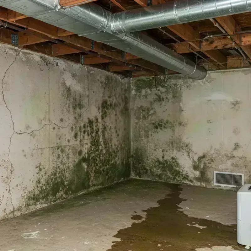 Professional Mold Removal in Wayne County, MO